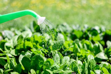 Yeşil sulama kutusu ve ıspanak. Yeşillik yeşil ıspanak yapraklarıyla sebze yatağını suluyorum. Bahçe konsepti