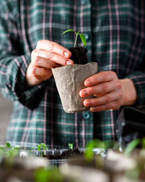 Farmer transplants hot pepper seedlings into peat cups. Preparing plants for growing in open ground. Home gardening concept