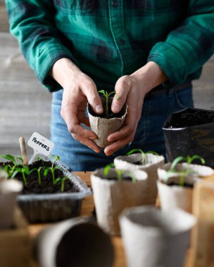 Bir bahçıvan, bezelye kabına biber tohumları eker. Bitkileri açık arazide büyümeye hazırlıyorum. Ev bahçesi konsepti