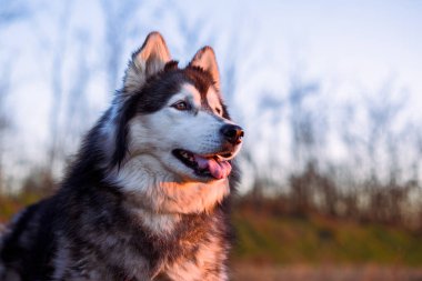 Gün batımında bahar çayırında güzel Sibirya Husky 'si. Mutlu köpek portresi