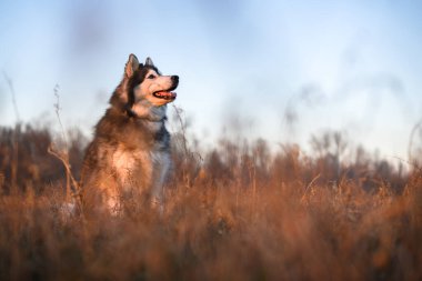 Güzel Sibirya Husky 'si gün batımında bahar çayırında uzun ve kuru çimlerde. Mutlu köpek portresi