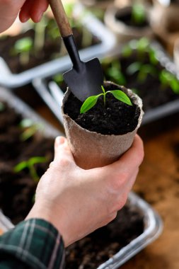 Kadın acı biber tohumlarını toprakla turba kabına naklediyor. Bitkileri açık arazide büyümeye hazırlıyorum. Ev bahçesi konsepti