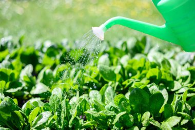 Sebze yatağını yemyeşil ıspanakla suluyorum. Güneşli bir günde yeşil sulama kutusuyla. Bahçe konsepti