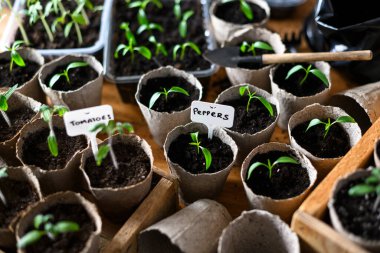 Küçük domates ve biber tohumları ahşap masadaki turba bardaklarında. Bitkileri açık arazide büyümeye hazırlıyorum. Ev bahçesi konsepti