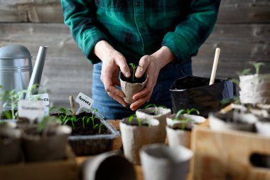 Baharın başında biber ve domates fidelerini turba bardaklarına ekiyorlar.