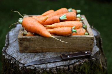 Tahta bir kutuda taze havuçlar ve tahta bir kütüğe saplanmış bıçaklar. Yemek fotoğrafçılığı