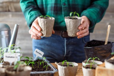 Domates ve biber bitkilerini çevre dostu çömleklere naklediyorum. Ev işleri ve sürdürülebilir tarım kavramı