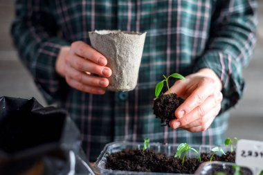 Bir çiftçinin elleri, tohumları turba bardaklarına naklediyor. Açık arazi ekimine hazırlanıyorum. Bahçıvanlık ilhamı