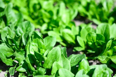 Evde yetişen sebze yatağında taze ıspanak bitkileri gelişiyor. Organik tarım ve bahçıvanlık fikri