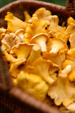 Hasır sepetin içinde taze mantar var. Yaklaş. Ormanda mantar topluyorum.