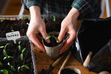 Çiftçi acı biber tohumlarını turba bardaklarına naklediyor. Bitkileri açık arazide büyümeye hazırlıyorum. Ev bahçesi konsepti
