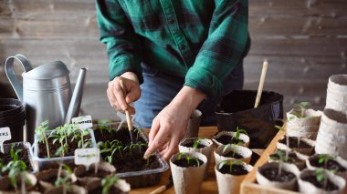 Çiftçi, domates ve biber tohumlarını turba kaplarına dikkatlice yerleştiriyor. Açık hava büyümesi için bahçe hazırlığı