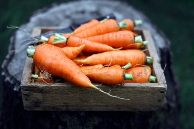 Sebze bahçesindeki tahta bir kutuda taze havuç yakın plan. Organik gıda fotoğrafçılığı