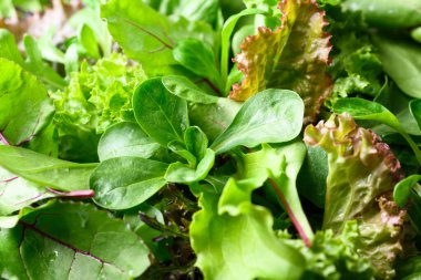 Mix of fresh juicy raw salad greens close up. Lettuce, escalora, spinach, frisee, ramen, radicchio, valeriana, arugula and beet greens. Healthy low-calorie food for diet. Macro photo