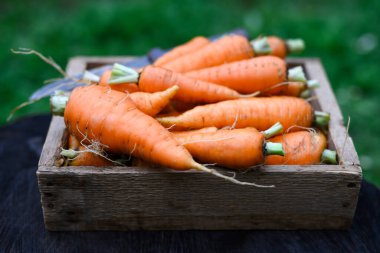 Bahçedeki ahşap bir kutuya taze toplanmış yeşillikli havuçlar. Tarladan sofraya fotoğrafçılık