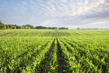 Genç yeşil mısırlar tarımsal alanlarda dalgalar oluşturuyor. Tarım arazisi geçmişi