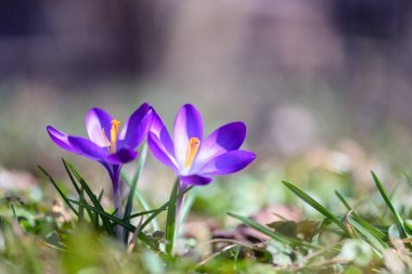 Yeşillik çimenlerde büyüyen canlı bir çift kır çiçeği. Arka planda bulanık güneş ışığı ormanı