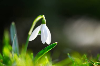 Yeşil ilkbahar çayır ormanındaki kardamlası çiçeğinin yakınında. Makro doğa fotoğrafçılığı