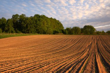 Bahar mevsiminde bile tarımsal tarlalar. Arka planda gün batımı bulutları. Çiftçilik ve tarım arazisi