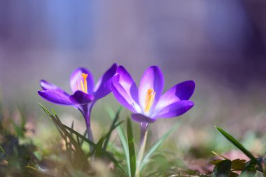 Yeşil çimlerin üzerinde iki bahar çiçeği çiftliği. Arka planda güneşli bir orman. Doğa fotoğrafçılığı