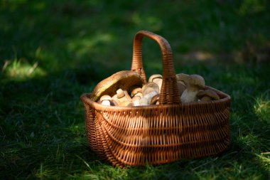 Yeşil yemyeşil otlarla kaplı bir orman çayırında bir sepet boletus mantarı. Yazın vahşi mantar avı