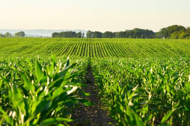Çürüyen tarlalar boyunca uzanan yemyeşil mısır sıraları. Tarım alanı manzarası