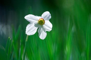 Bahar bahçesindeki yeşil çimlerin üzerinde beyaz narsisli çiçek.