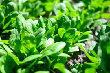 Çiftlikte güneşli organik bir bahçe yatağında sulu yeşil bebek ıspanağı. Çevre dostu bahçecilik kavramı