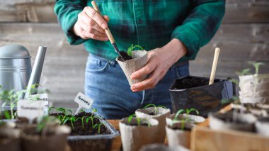 Çiftçi, domates ve biber tohumlarını turba kaplarına dikkatlice yerleştiriyor. Açık hava büyümesi için bahçe hazırlığı
