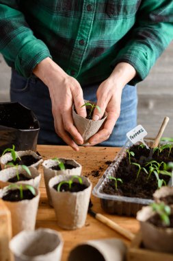 Bir çiftçinin elleri, tohumları turba bardaklarına naklediyor. Açık arazi ekimine hazırlanıyorum. Bahçıvanlık ilhamı