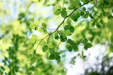 Bahar ormanında genç yeşil kayın yaprakları ve güneş ışıkları kapanıyor. Doğal yeşil bitkiler ve ekoloji arkaplanı