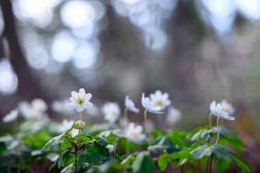 Bahar ormanları çiçek açmış Anemone çiçekleriyle kaplıdır. Ayrıntılı makro doğa fotoğrafçılığı