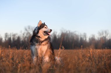 Sibirya Husky 'si sakin bir bahar manzarasında, gün batımında uzun kuru otlarla çevrili. Sıcak ve neşeli köpek portresi