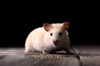 Komik Suriyeli hamster siyah arka plandaki eski ahşap masada