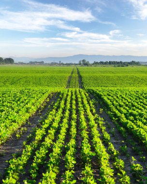 Geniş tarlalarda sonsuz sayıda genç mısır bitkisi doğal dalgalar oluşturur. Tarım manzarası