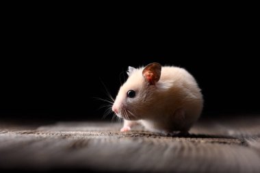 Şirin ve kıllı Suriye hamsterı eski ahşap masada, koyu arkaplanda.