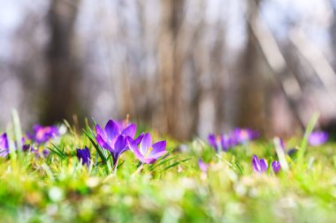 Yeşil bir çimenlikteki iki krukus çiçeğinin yakın çekimi, uzakta parlayan bir güneş ormanı var.