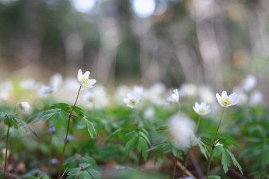 Beyaz Anemone çiçeklerinin güneşli bahar ormanlarındaki Macro manzarası. Doğa fotoğrafçılığı kavramı