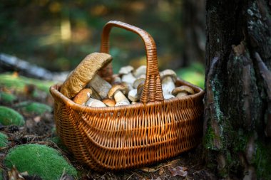 Canlı yeşil yosunlarla kaplı eski bir çam ağacının yanında duran sepetteki beyaz mantarları topladım. Sonbahar ormanı mantarı toplarken