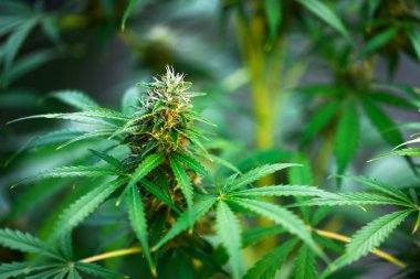 Taze yeşil kenevir yapraklarının yakın çekimi. Tıbbi marijuana yetiştirme kavramı