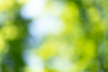 Bulanık yeşil yapraklar ve bahar ormanlarında güneş ışığı. Doğa arkaplanı