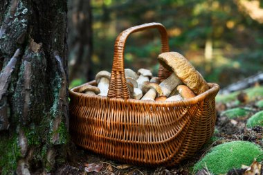 Sonbahar ormanında içi porcini mantarı dolu bir sepetin yakın çekimi. Yosun ağacı ve vahşi mantar arama sahnesi