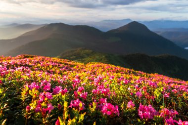 Canlı rhododendron çiçekleri bir dağ yamacında çiçek açıyor, arka planda sisli tepeler olan altın günbatımı ışığında banyo yapıyor. Peyzaj fotoğrafçılığı