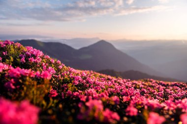 Rhododendron kaplı dağ çayırı sıcak turuncu gün ışığıyla yıkandı. Çarpıcı yaz manzarası fotoğrafçılığı. Bahar Dağları