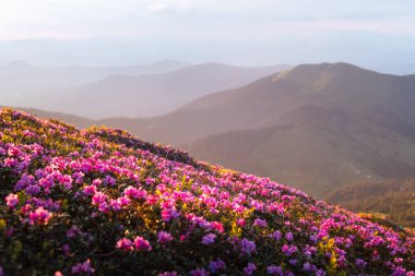 Gün batımından aydınlık gökyüzünün ılık renkleri altında parlayan çiçek açan rhododendronlarla dolu bir bahar çayırının nefes kesici manzarası. Bahar dağları. Peyzaj fotoğrafçılığı