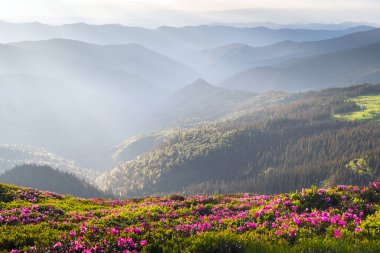 Çiçek açan rhododendron çiçekleri ilkbahar mevsiminde dağ çayırlarını kapladı. Sıcak gün batımı ışığı ardında sisli dağ sıralarında parlıyor. Peyzaj fotoğrafçılığı