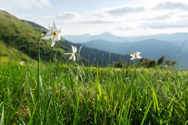 Bahar dağlarında vahşi beyaz narsisli çiçekler. Peyzaj fotoğrafçılığı