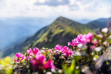 Çiçek açan rhododendronlarla kaplanmış yemyeşil tepelerin yer aldığı pitoresk bir dağ manzarası. Güneşin doğuşuyla aydınlanan sisli tepeler ardında.