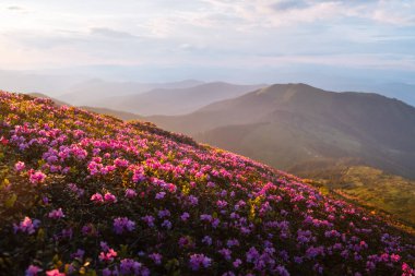 Altın gün batımı ışınları, ufukta sisli tepeler beliren bir dağ çayırı üzerine büyülü bir parıltı saçıyor. Bahar dağları. Peyzaj fotoğrafçılığı