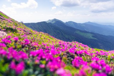 Canlı pembe rhododendronlarla kaplı yemyeşil yamaçları olan, sabah sıcacık ışıklarıyla parlayan ve sisli tepelerle çevrili bahar dağları manzarası.